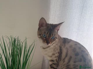 Mixed Breed cats Bengal mix kittens for sale - Advert 13
