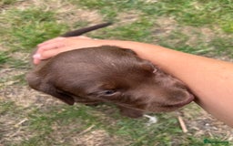 Cockerdor dogs for sale: One boy cockerdor puppy-Ready to go this weekend  - Image 16