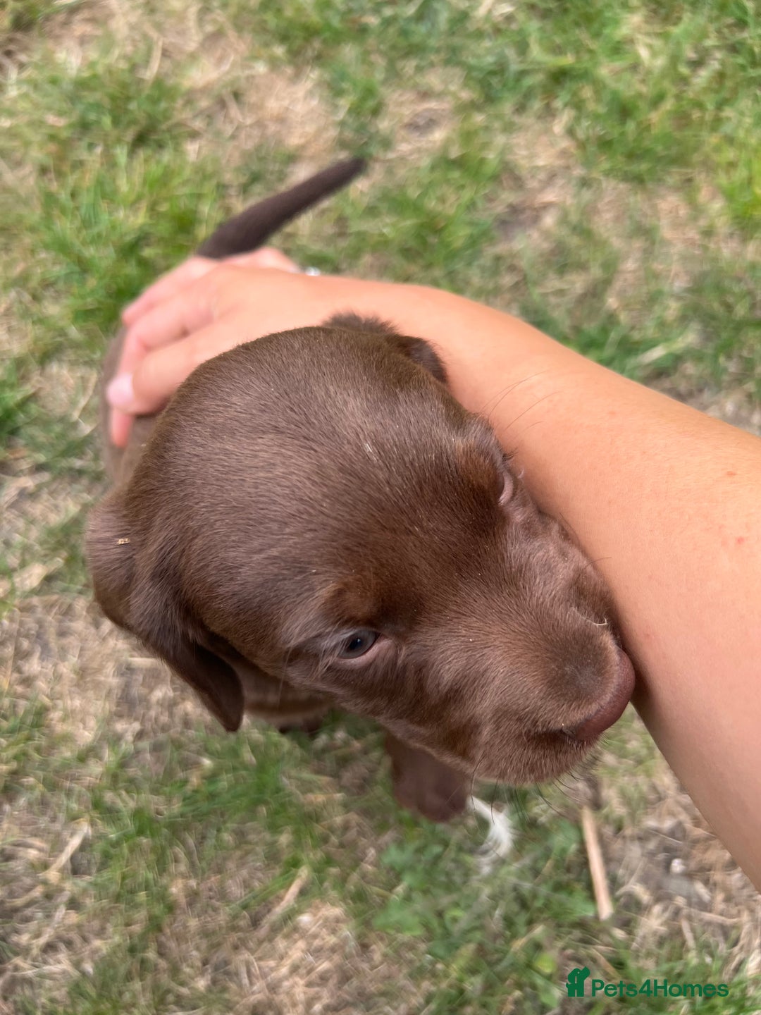 Cockerdor dogs for sale: One boy cockerdor puppy-Ready to go this weekend  - Image 16