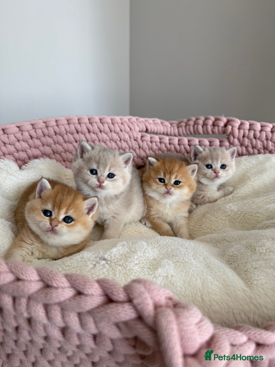 British Shorthair cats for sale: Golden Blue British Shorthair kittens  - Advert 2