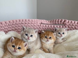 British Shorthair cats Golden Blue British Shorthair kittens - Advert 13