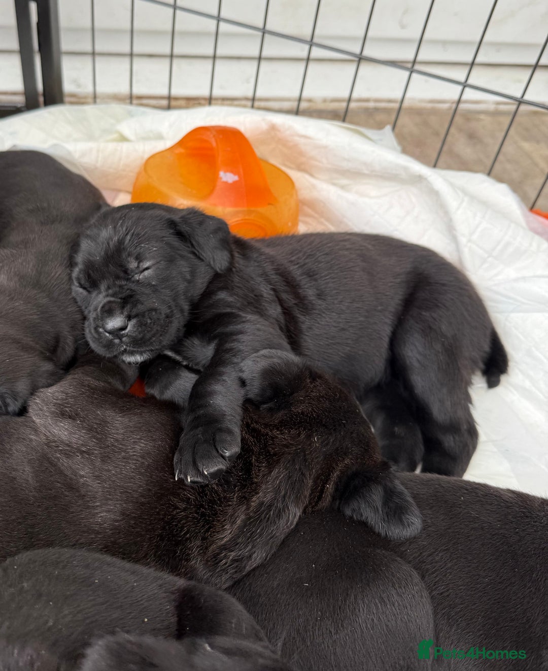 Cane Corso dogs for sale:  Stunning pure cane corso puppies - Image 6