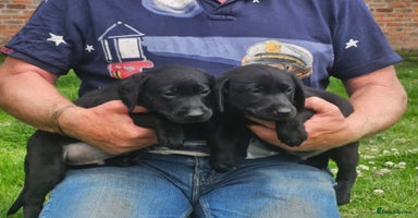 Labrador Retriever dogs - Advert 1