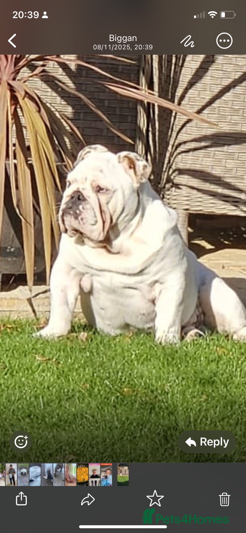 English Bulldog dogs Monty - Advert 1