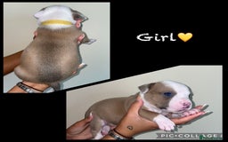 Mixed Breed dogs for sale: Ready to leave Staff x bulldog puppies  - Image 10