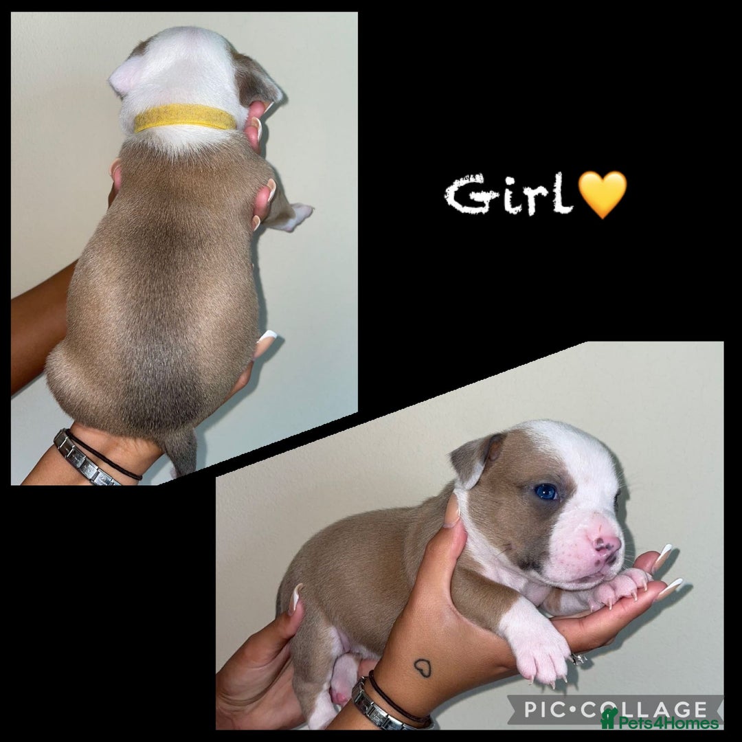 Mixed Breed dogs for sale: Ready to leave Staff x bulldog puppies  - Image 10
