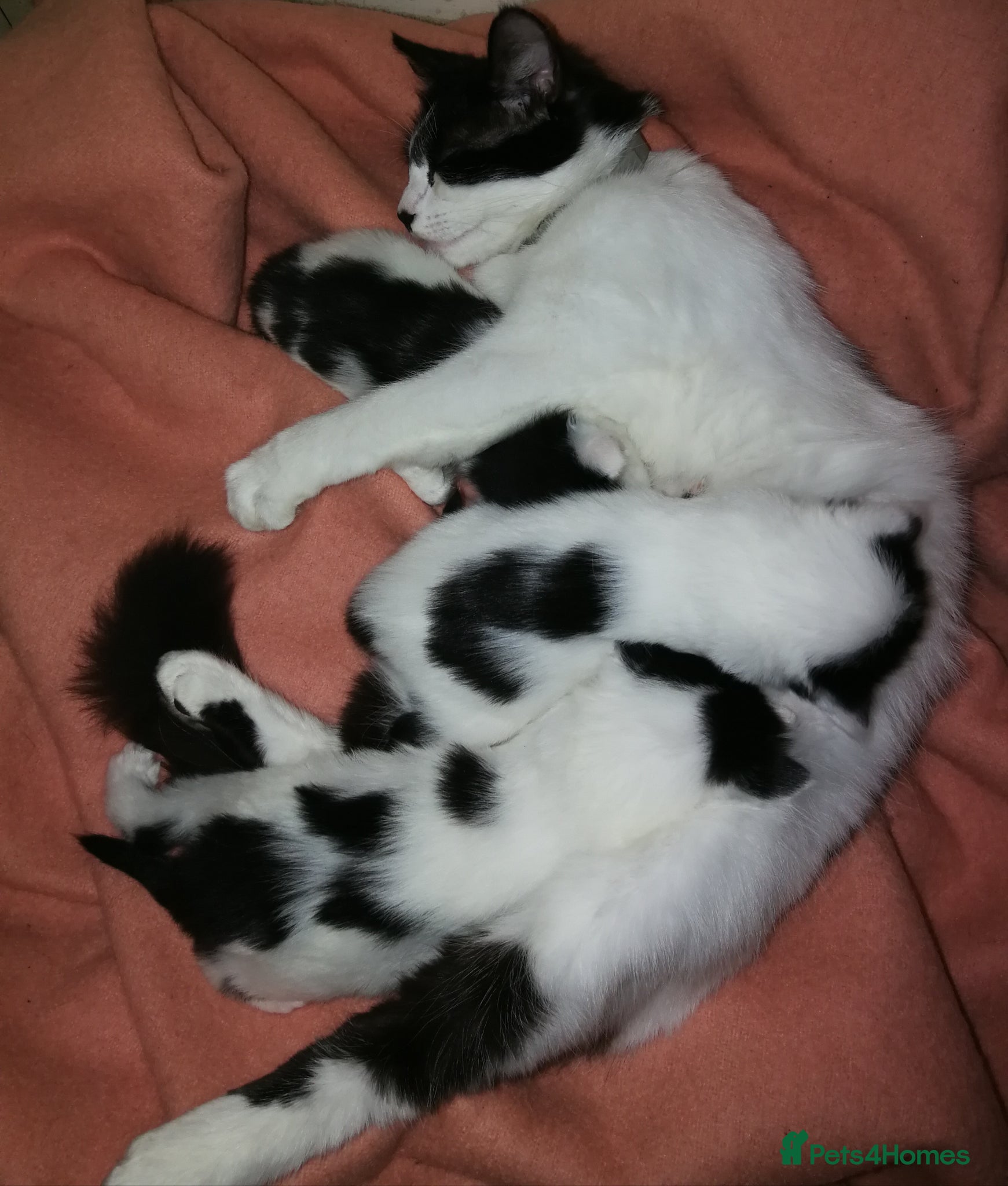 Maine Coon cats Kittens Available - Advert 1