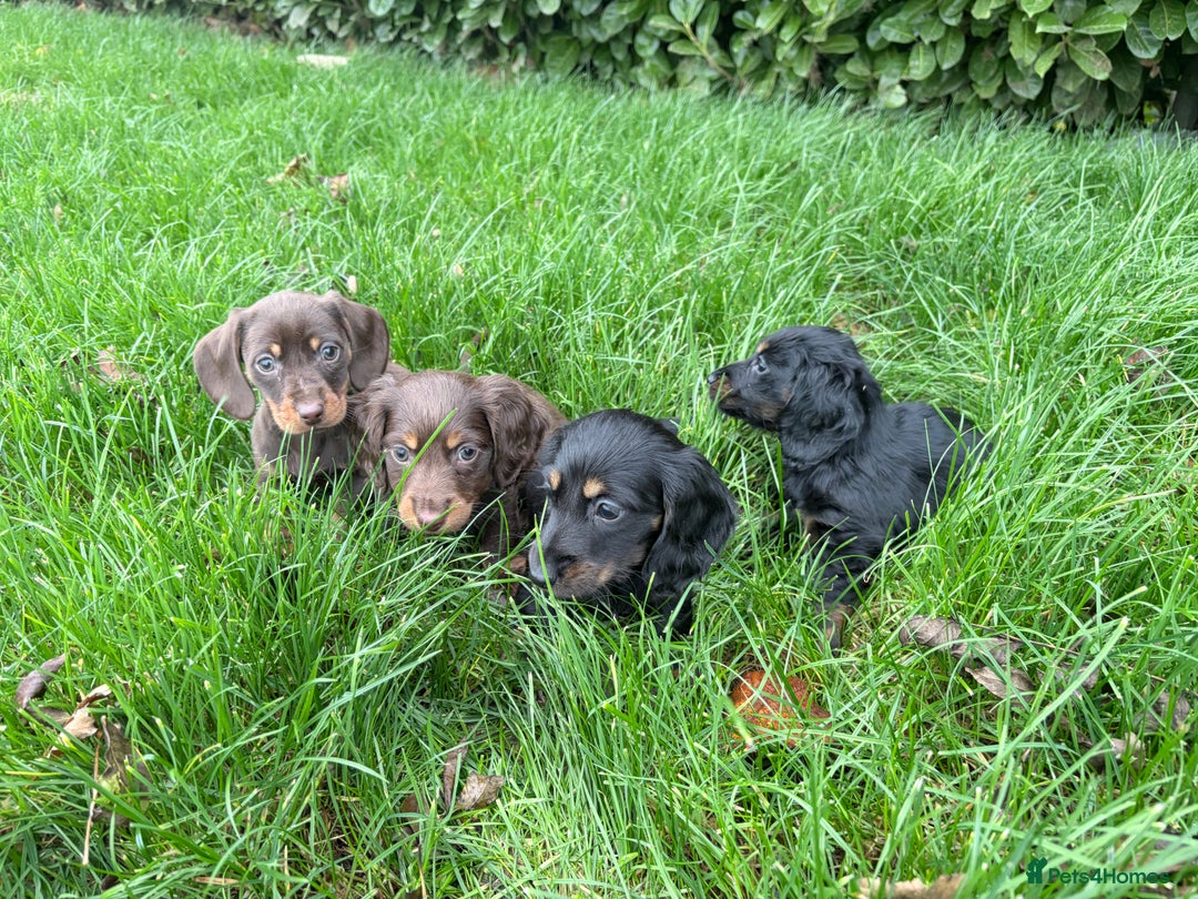 Miniature Dachshund dogs for sale: miniature Dasher - Image 15