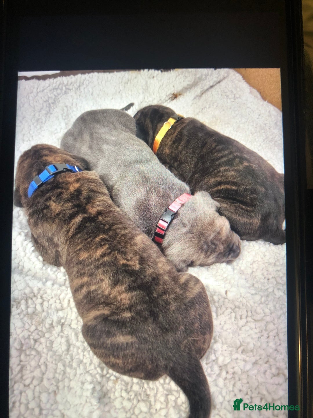 Cane Corso dogs for sale: Purebred Italian Cane Corso puppies - Advert 14