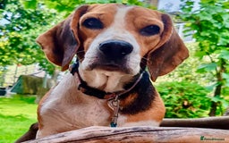 Beagle dogs for adoption: Mona - female Beagle - Image 2