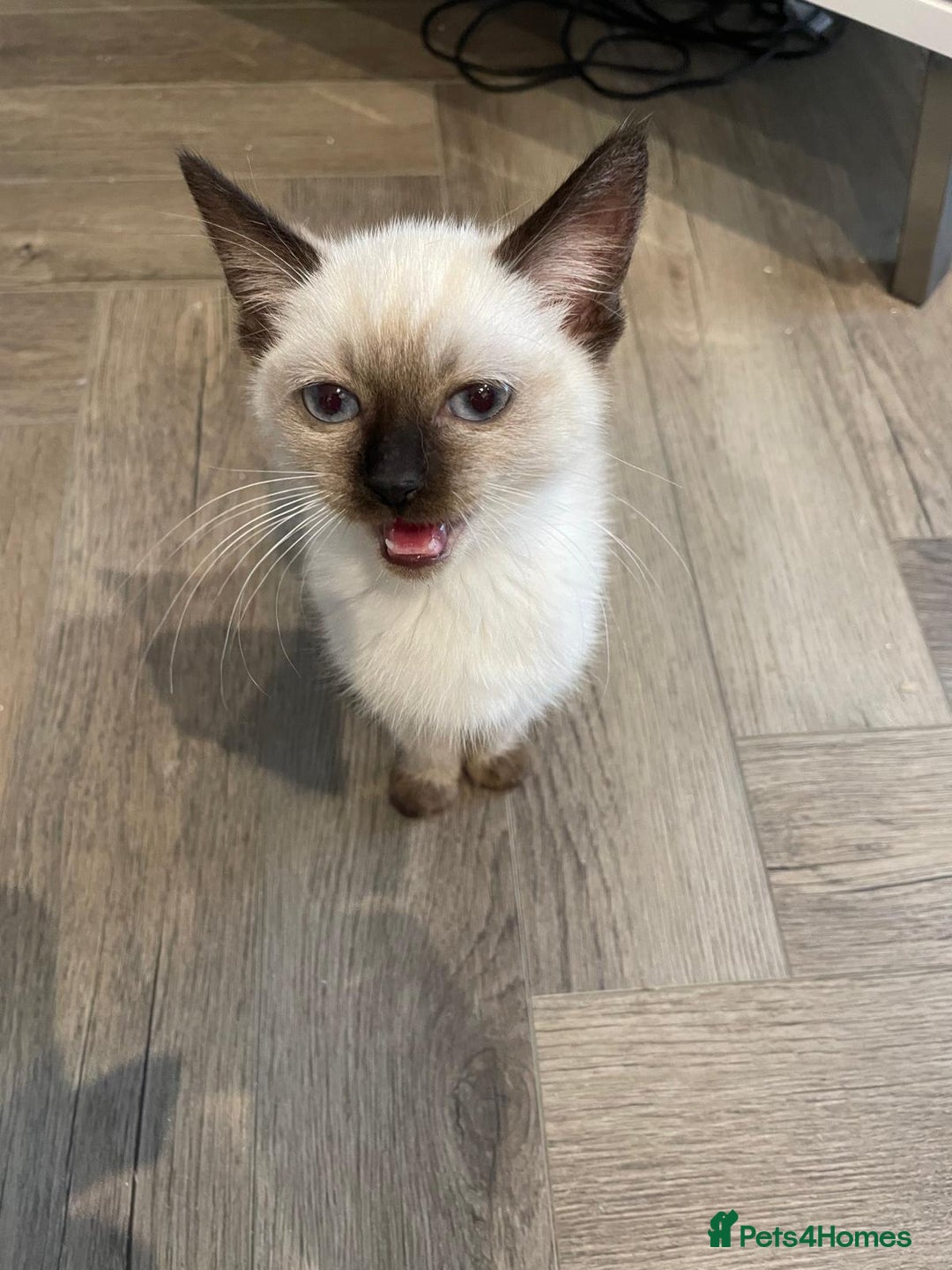 Ragdoll cats for sale: Purebred Female Seal Point Ragdoll Kitten £600 - Advert 3