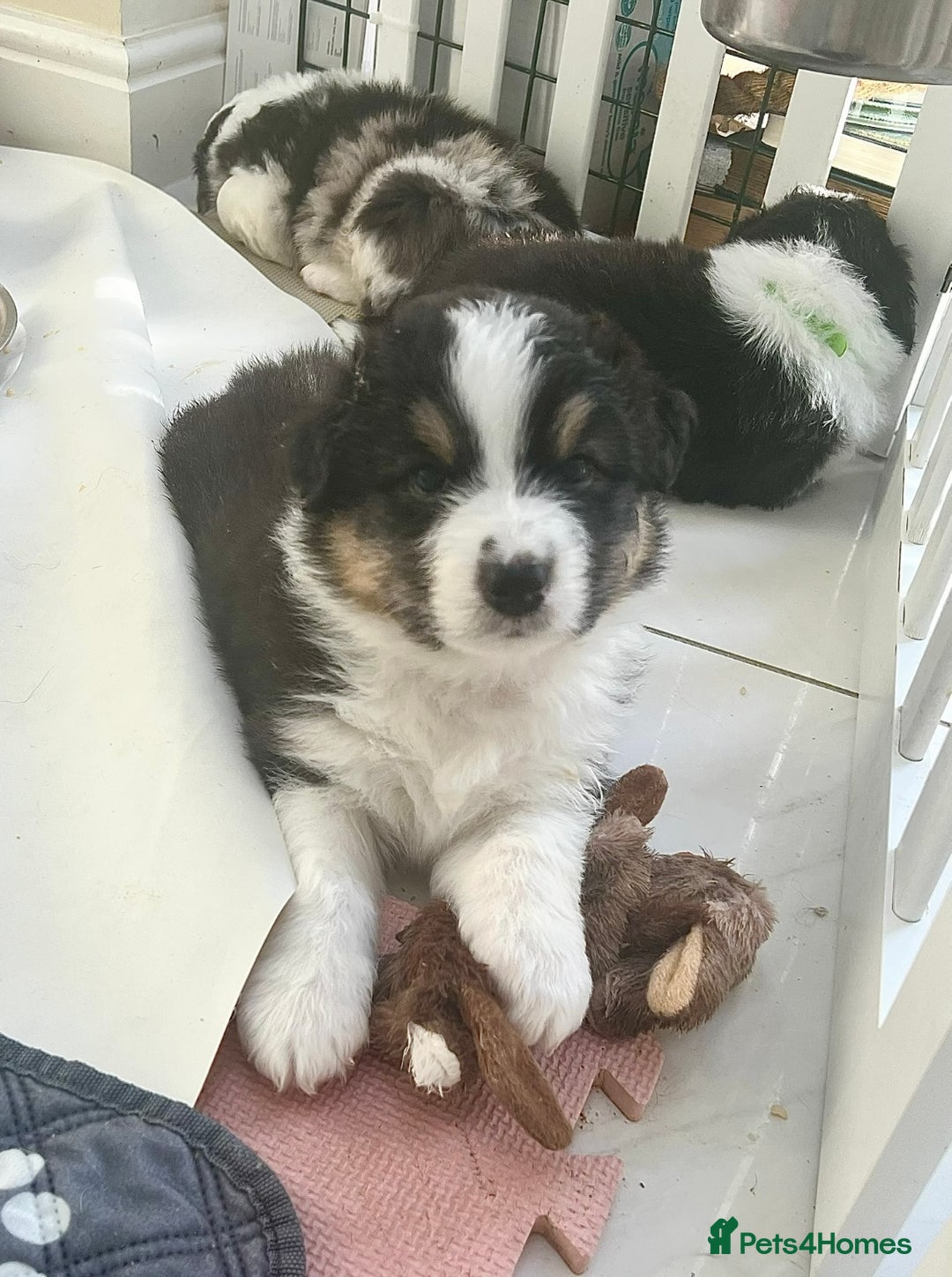 Australian Shepherd dogs for sale: 4 month old Aussie  - Advert 3