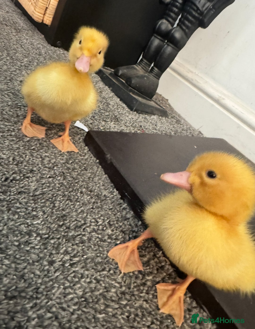 Ducks poultry for sale: Cherry Valley ducklings, ready now !!! - Image 4