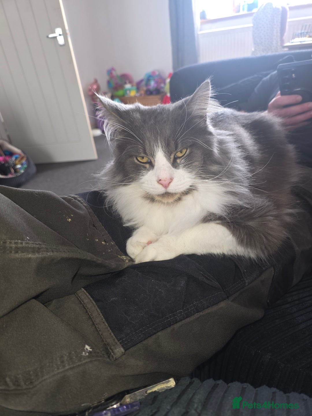 Maine Coon cats for sale: 5* Home only maine coon rehome 2 years old - Image 3