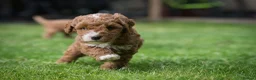 Australian Labradoodle dogs for sale: Stunning Cockapoo x Australian Labradoodle Puppies in Corby - Advert 16