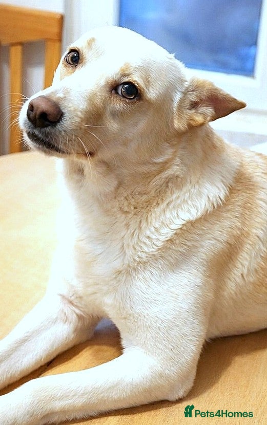 Mixed Breed dogs 🐾 PANDORA – Ready to Be Someone’s Everything ❤️ - Advert 2