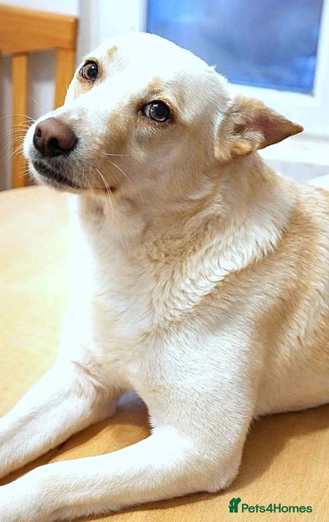 Mixed Breed dogs for adoption: 🐾 PANDORA – Ready to Be Someone’s Everything ❤️ - Advert 1