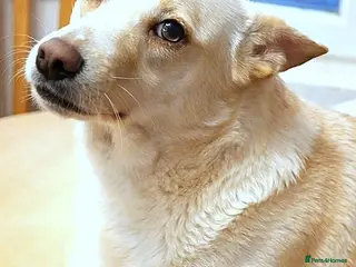 Mixed Breed dogs 🐾 PANDORA – Ready to Be Someone’s Everything ❤️ - Advert 2