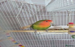 Lovebirds birds for sale: Love birds  - Image 2