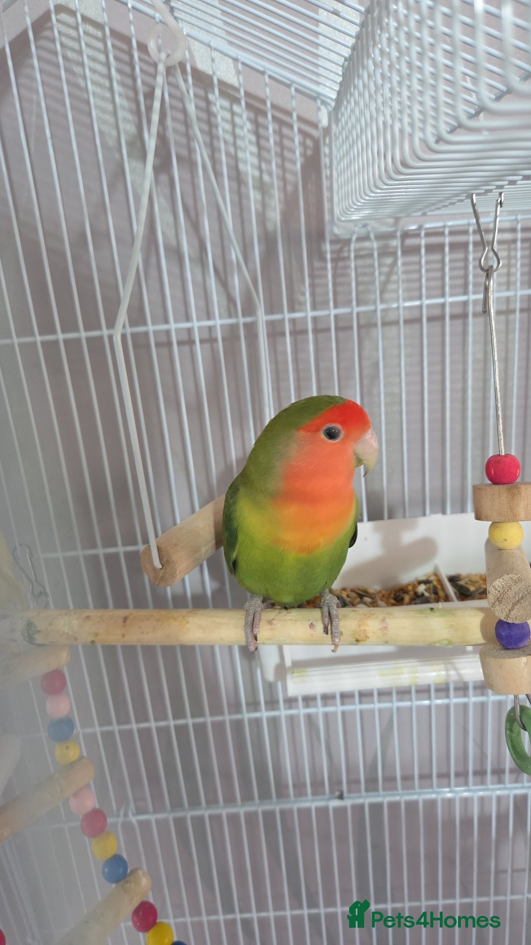 Lovebirds birds for sale: Love birds  - Image 2