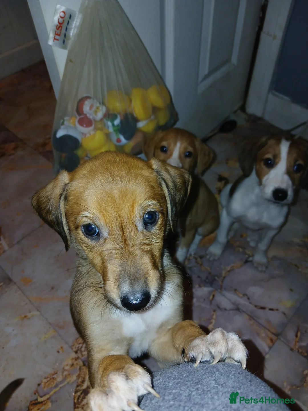 Mixed Breed dogs for sale: Three beautiful deerhound x greyhound  - Advert 6