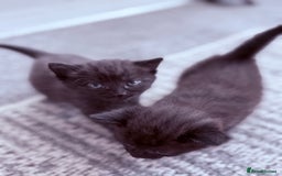 Mixed Breed cats for sale: 3 lovely kittens  - Image 4