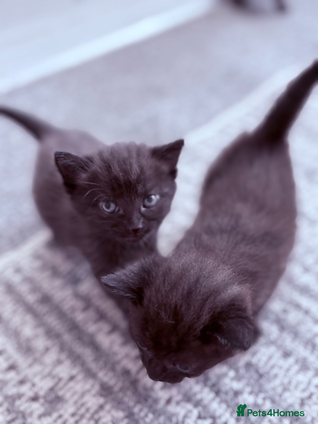 Mixed Breed cats for sale: 3 lovely kittens  - Image 4