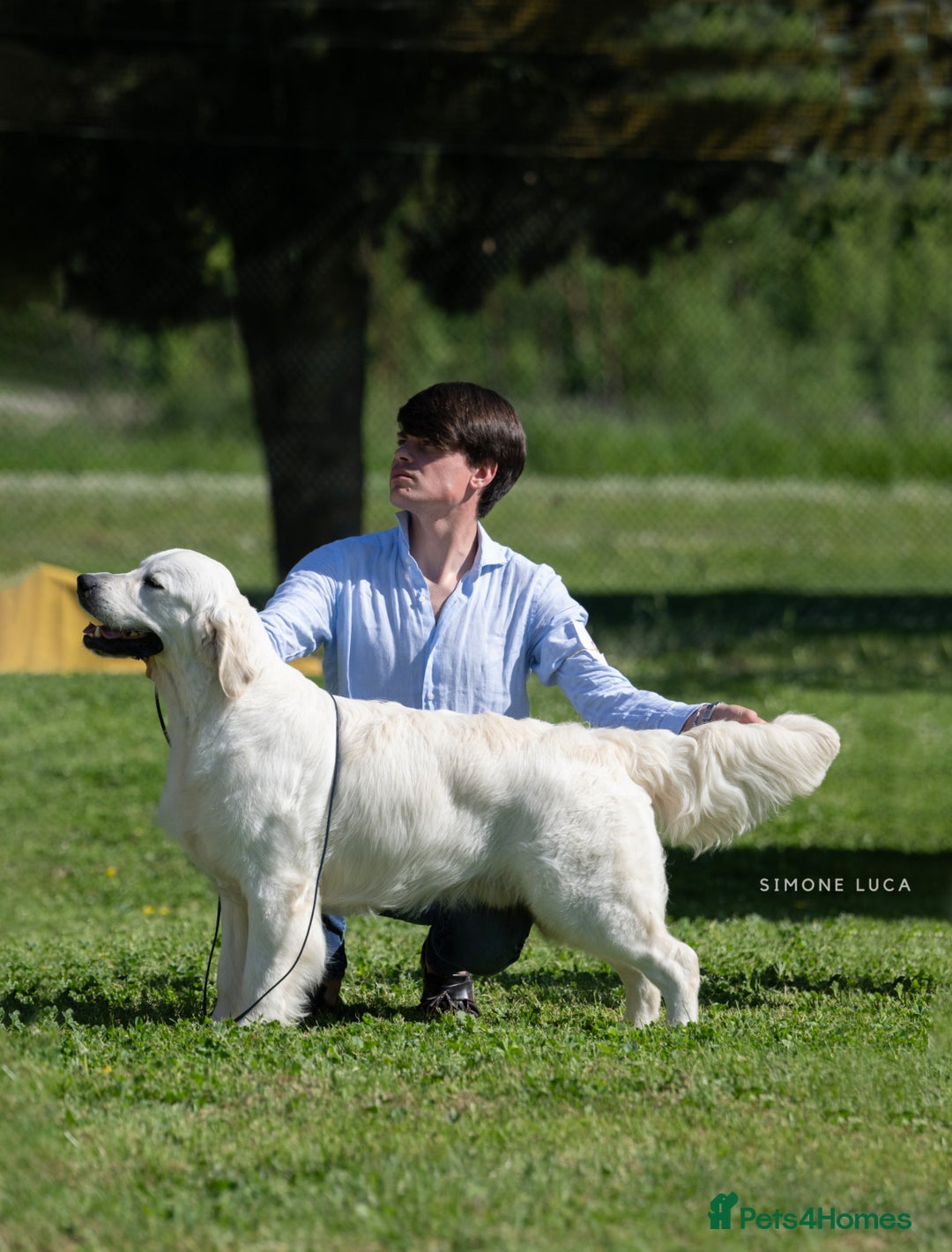 Golden Retriever dogs for sale: Exceptional Show Champion Litter announcement  - Advert 3