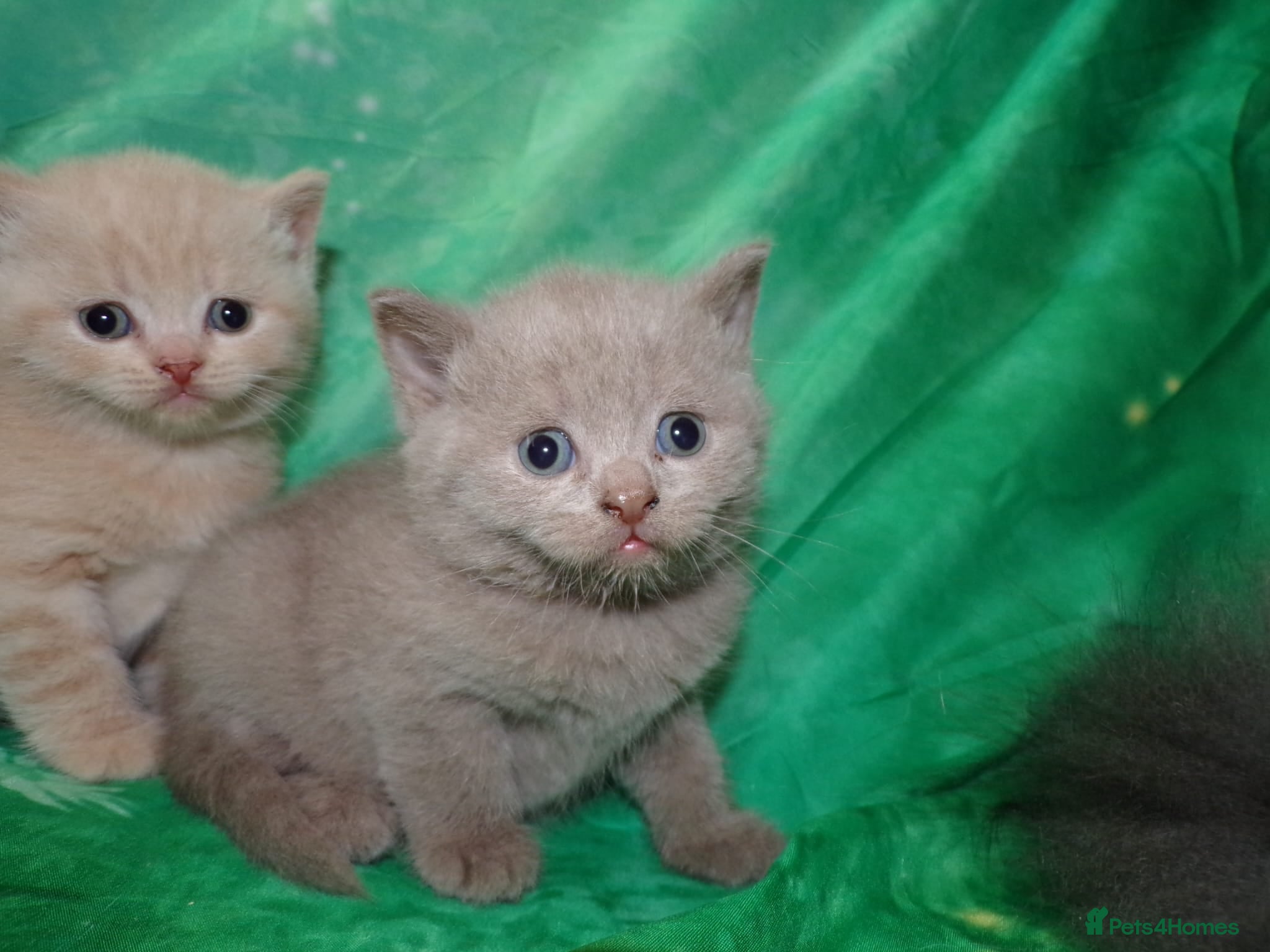 British Shorthair cats 💜 Precious Litter Of BSH Kittens 💜 - Advert 2