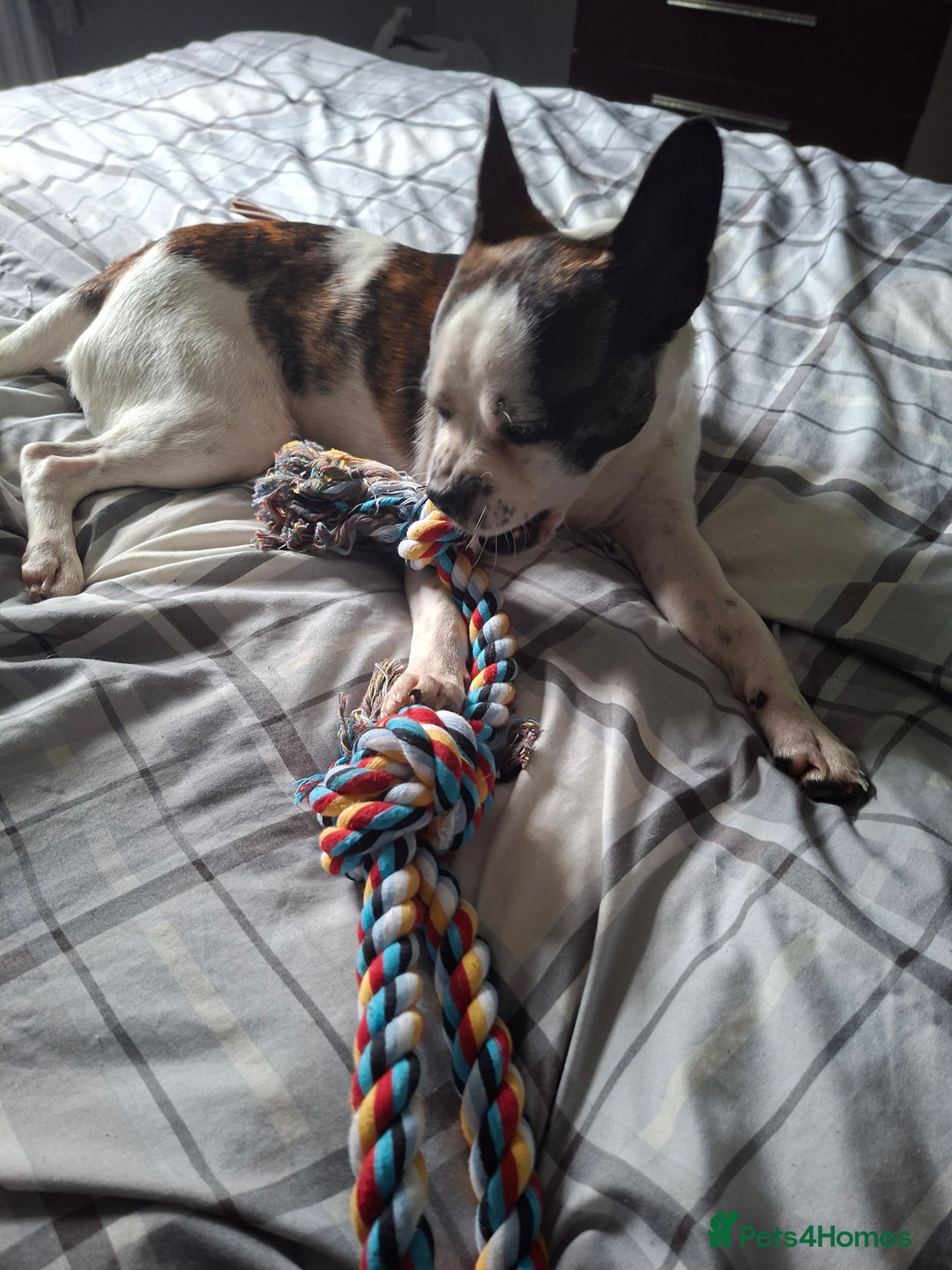 Mixed Breed dogs for sale: Max pug x jack russell  - Image 1