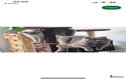 Scottish Fold cats for sale: Beautiful chunky Scottish fold - Image 11
