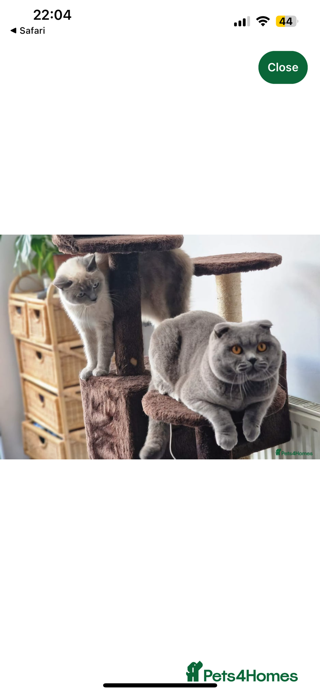 Scottish Fold cats for sale: Beautiful chunky Scottish fold - Image 11