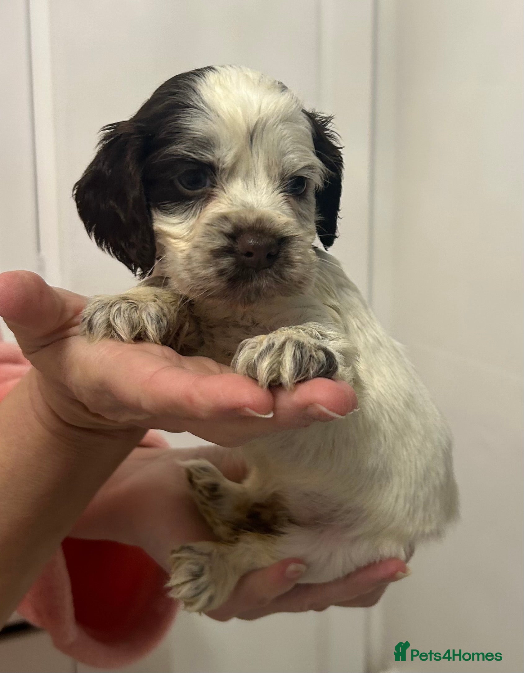 Cocker Spaniel dogs Beautiful cocker spaniel puppies  - Advert 2