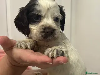 Cocker Spaniel dogs Beautiful cocker spaniel puppies - Advert 1