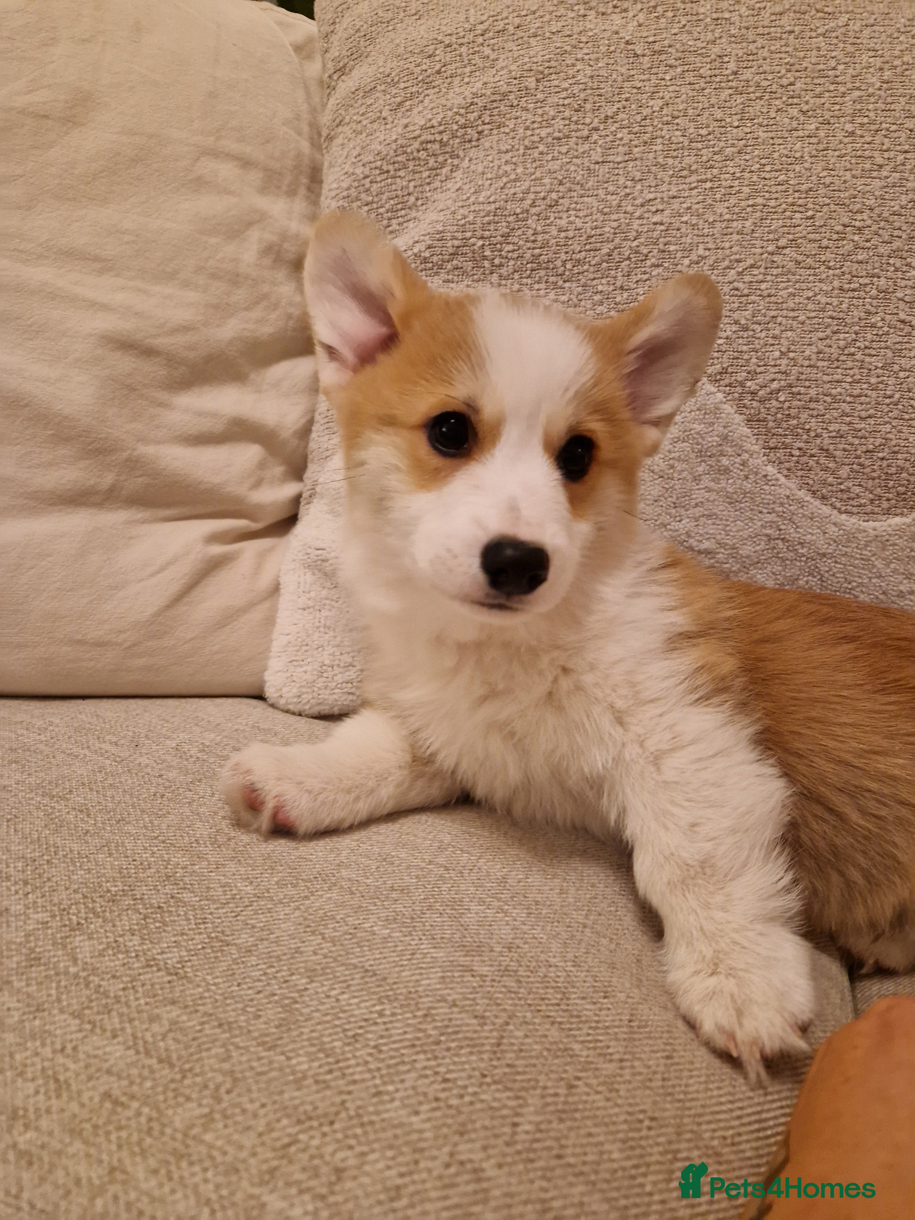 Welsh Corgi Pembroke dogs Corgi Puppies ready now!!! - Advert 1