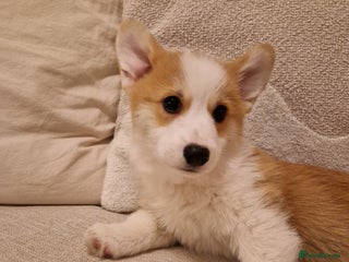 Welsh Corgi Pembroke dogs Corgi Puppies ready now!!! - Advert 5
