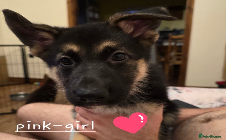 German Shepherd dogs - Advert 1