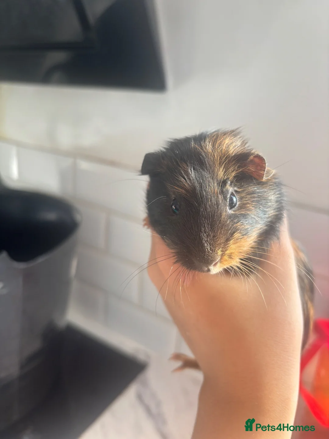 Guinea Pig rodents for sale: baby guinea pigs  - Advert 2