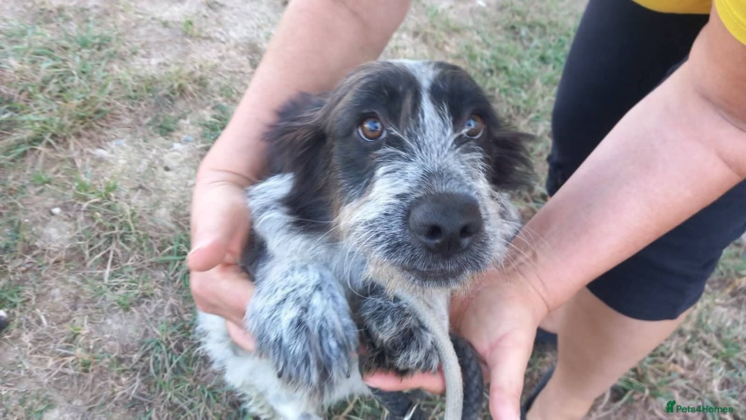 Mixed Breed dogs for adoption: Meet Binks, currently residing in Surrey - Advert 8