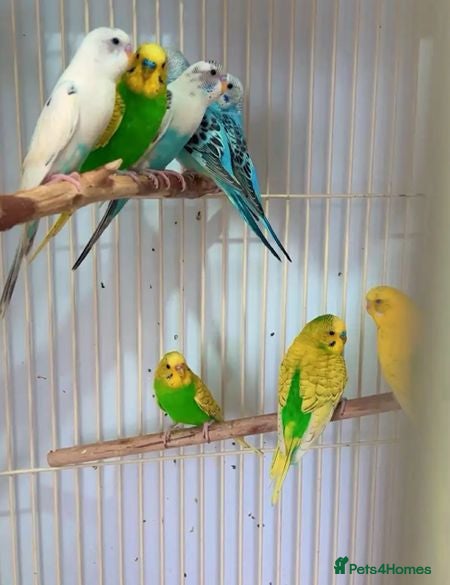 Parrots birds Find Your Perfect Parrot–Loving Companions Ready - Advert 4