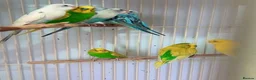 Parrots birds for sale: Find Your Perfect Parrot–Loving Companions Ready in Halifax - Advert 1