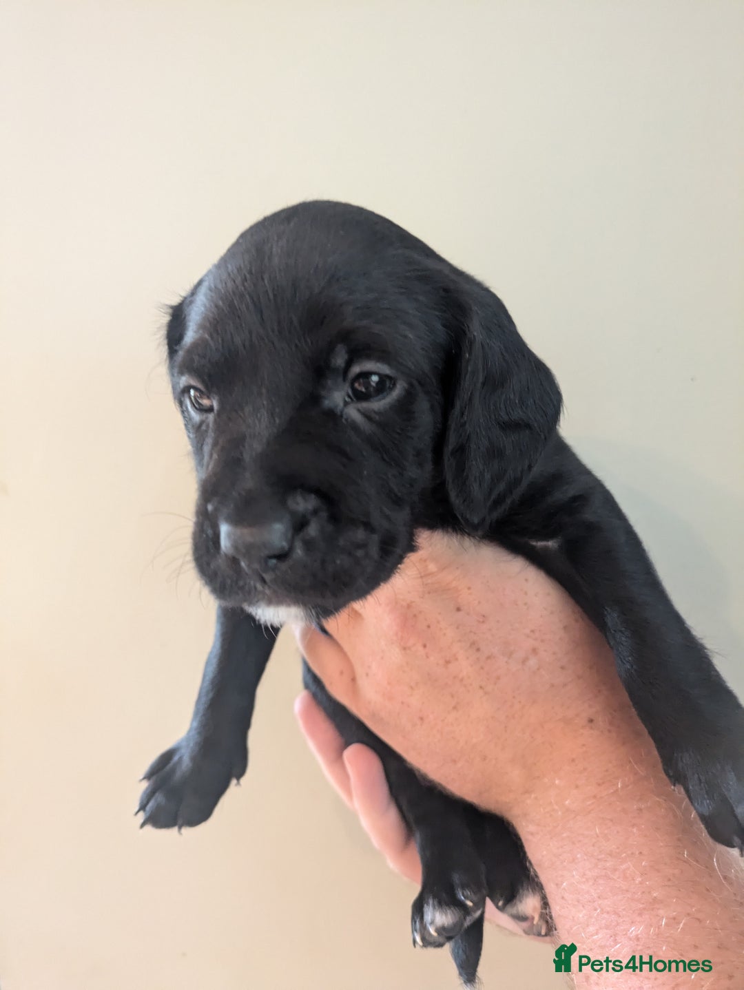 Springador dogs for sale: Springador puppies  - Image 17