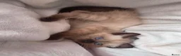 Mixed Breed cats for sale: 🐾  Bengdoll Kittens Bengal mum Ragdoll dad - Advert 13