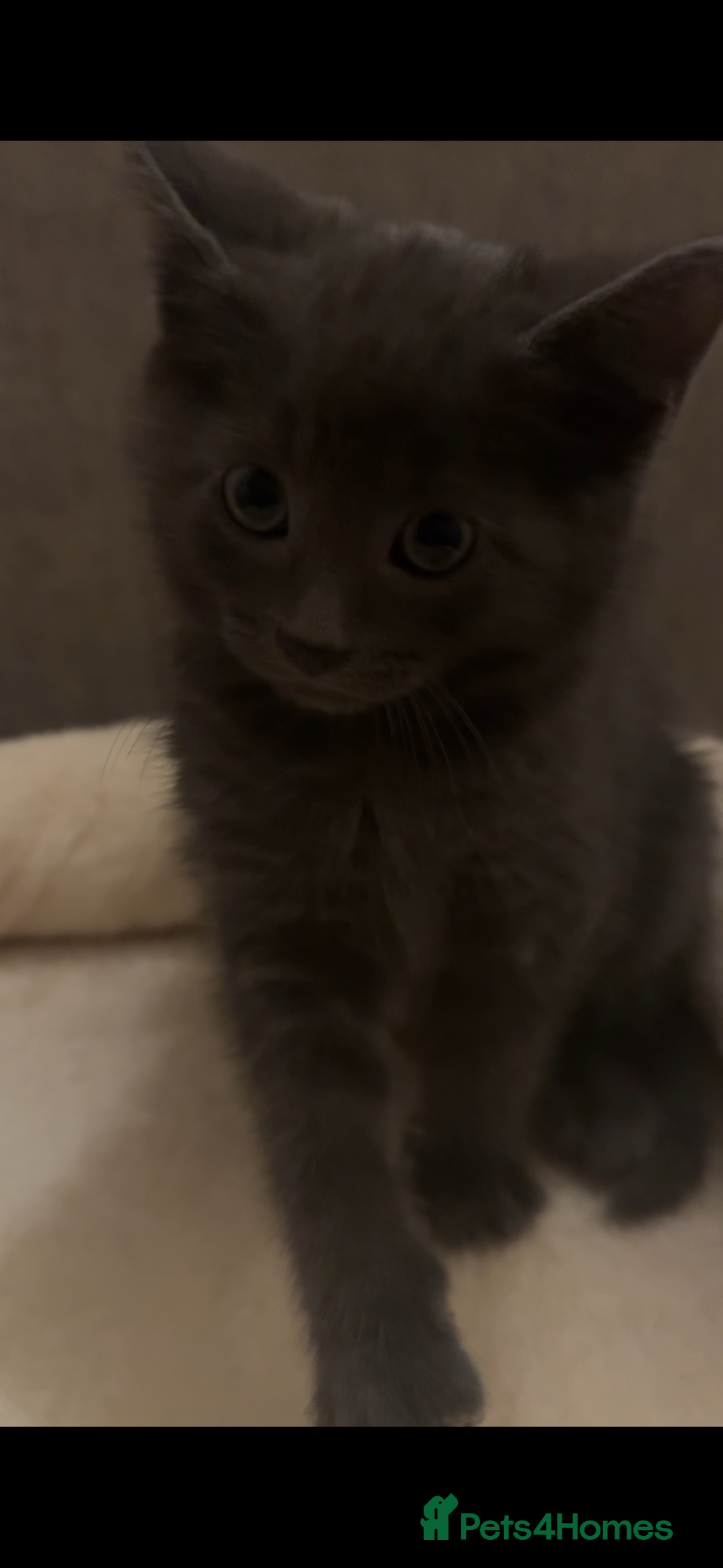 Domestic Shorthair cats for sale: Grey Domestic Shorthair Kitten - Advert 1