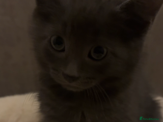 Domestic Shorthair cats Grey Domestic Shorthair Kitten - Advert 1