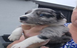 Border Collie dogs for sale: Red white border collie puppies - Advert 18