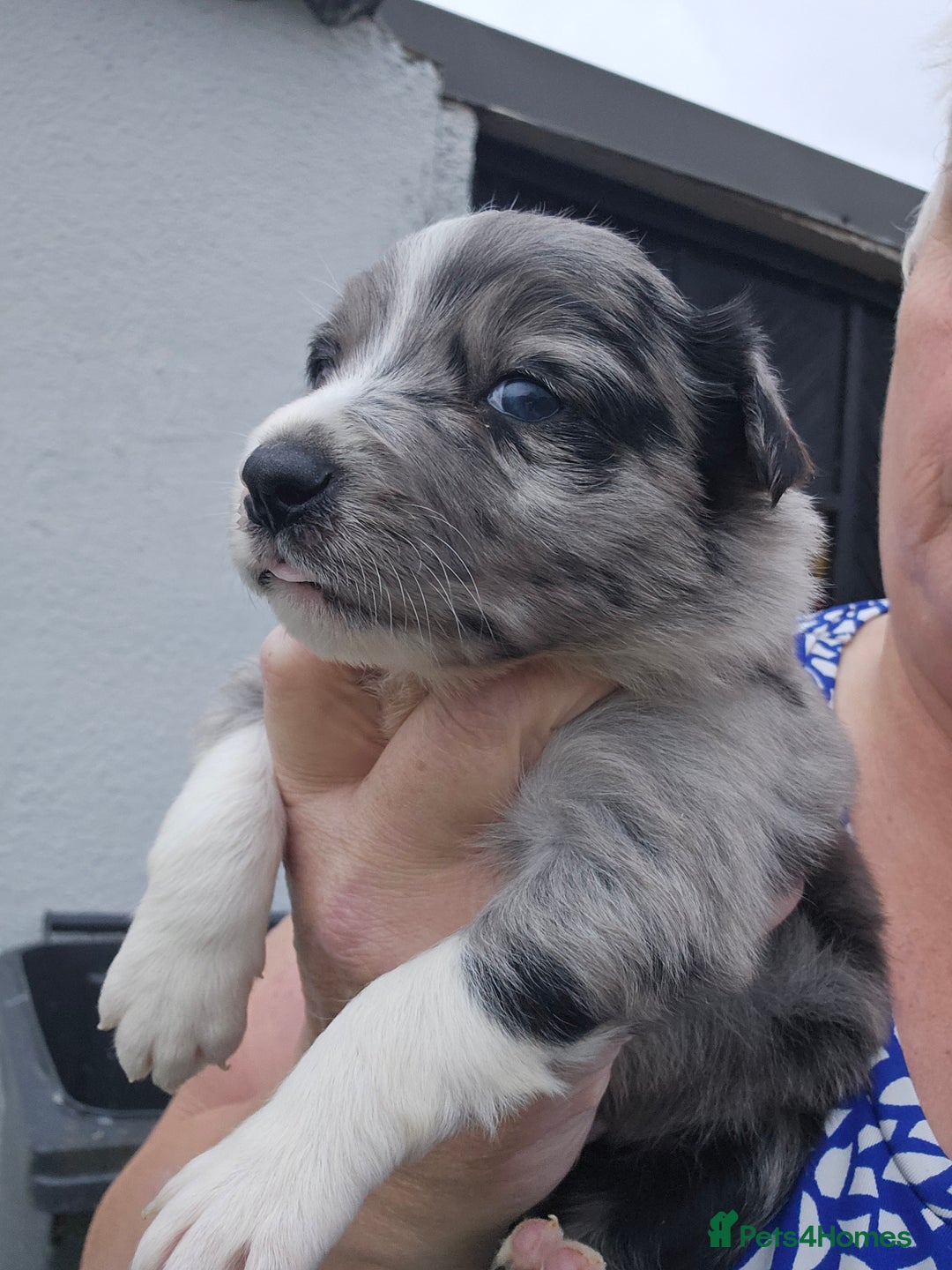 Border Collie dogs for sale: Red white border collie puppies - Advert 18