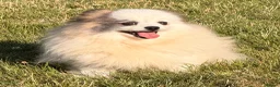 Pomeranian dogs for adoption: 🐾 Winnie (aka Watson) – Female Pomeranian - Advert 3