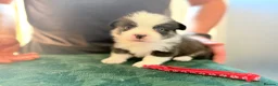 Welsh Corgi Pembroke dogs for sale: Welsh corgi (Pembroke) puppies - Advert 1