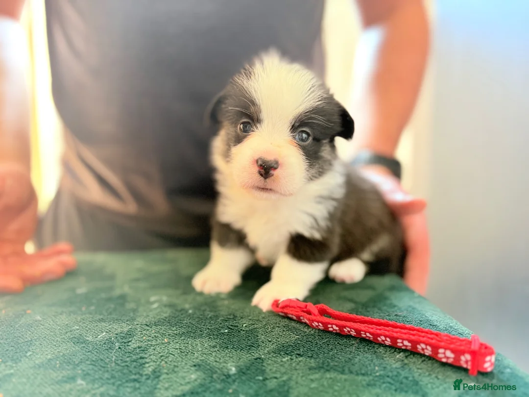 Welsh Corgi Pembroke dogs for sale: Welsh corgi (Pembroke) puppies - Advert 1